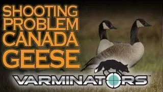 Shooting Problem Canada Geese