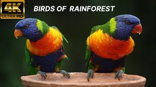 Amazing Tropical Birds - Life Of Birds In RainForest  - Nature Film