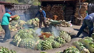 Así Se Cocina El Maguey Para Hacer El Mezcal En Matatlan Oaxaca / Mexico
