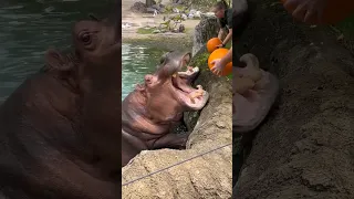 Hungry Hippos Enjoy Pumpkin Treats || ViralHog #animallover #animalcare