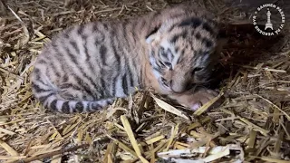 Nyfødt tigerunge i København ZOO