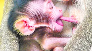 Wow...!! Sweet Milk!! Tiny baby SIPPO does not wast time to get much milk from mom Sippey.