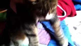 Meshuggah - Head Banging Cat