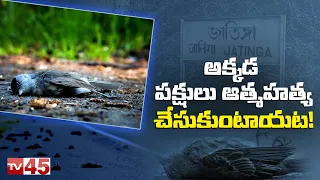 Bird Suicide Valley Mystery || Assam Jatinga Valley Birds Suicide Mystery || TV45 Digital