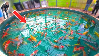 This is What it Takes to Buy Your Expensive Koi in Japan