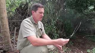 Cape of Snares: Episode 1: Highlighting the problem of illegal hunting by setting snares