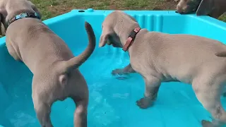 Weim puppy's swimming #weimaraners #weimaraner #puppy #swimming