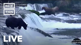 Brown Bears Fish for Salmon in Katmai National Park | NowThis