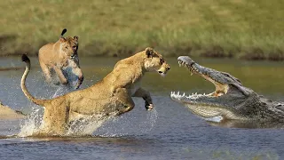 The Most Epic Animal Battles - Lion Versus Crocodile | 1001 Animals