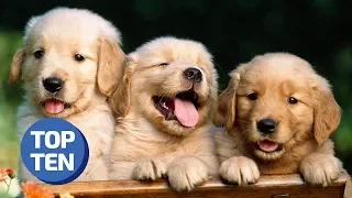 Top 25 Ultimate Cute Funny Dogs/Puppies | Funniest Viral Pet Videos Try Not to Laugh | Top 10 Daily