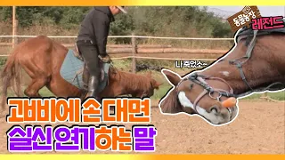[TV 동물농장 레전드] 연기하는 말?! ‘실신연기의 대가, 진강이’ 풀버전 다시보기 I TV동물농장 (Animal Farm) | SBS Story