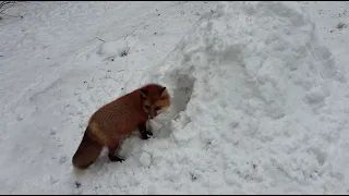 Alice the fox. Digging a snow tunnel.