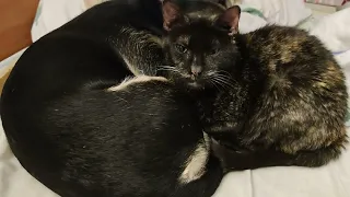 Nico és Csugi cica szeretik egymást