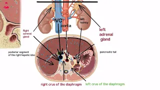 الغدد الكظريه (الفوق كلويه) || ADRENAL GLAND  (SUPRARENAL)