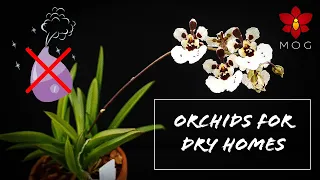 Easy Orchids for dry homes! No humidity trays, or humidifiers needed! | Orchid Care for Beginners