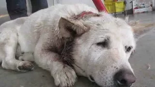 Poor Dog | Saving Her Puppies From Flood Water #climate change