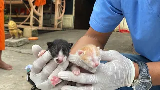 Rescue 1 day old newborn abandoned kittens | FTC Meow