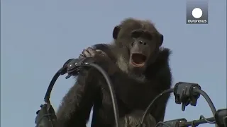 Chimp Escapes & Attacks, Swings, & Falls From live Power Lines!