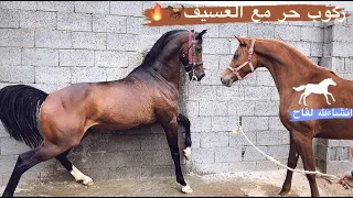 سلسله (4) ركوب حر مع العسيف وتعليمه اللز مع الخيل 👍🐎🔥