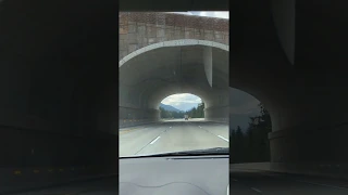 Driving under the Keechelus Lake Wildlife Overcrossing