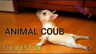 Best Animals Coub #1-СМЕШНЫЕ КУБЫ ЖИВОТНЫЕ #1-Funny Animals Videos Compilation 2022