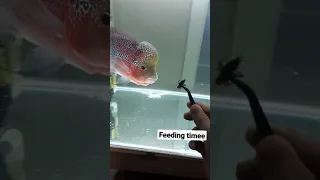 feeding my 17cm flowerhorn fish