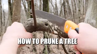 Cutting Tree Branches - Dos And Don'ts