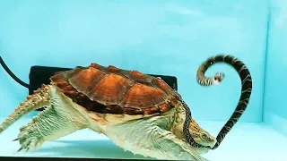 Giant Snapping Turtle Eats live Snake!! (WARNING FOR LIVE FEEDING)