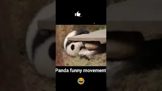 Cute baby panda funny movement #shorts #CuDiePie