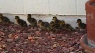 Daisy and her 12 ducklings
