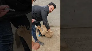 Dangerous Lion Cub Got his Medicine | Nouman Hassan |