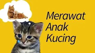 Cara Merawat Anak Kucing Tanpa Induk