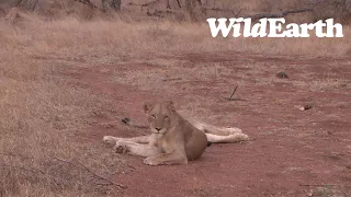 WildEarth - Sunrise  Safari - 16 Oct 2022