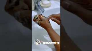 Bathing Time For Sugar 🥰😁 #Dubai #SugarGlider