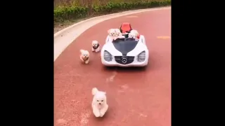 Super Cute and Funny Pomeranian Dogs Video Compilation #74 #Shorts