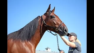 2017 Hambletonian Contenders -  What The Hill, Southwind Cobra, Southwind Woody