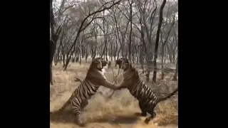 Tiger vs tiger fight