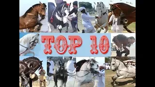 Best horse dance in pakistan Top 10