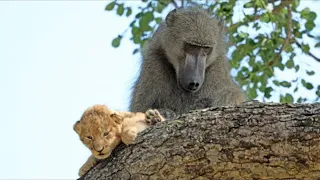 Baboon Spotted Stealing Lion Cubs – the Reason Why is unbelievable !