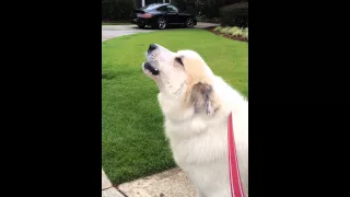 Great Pyrenees "Bruce" Howling