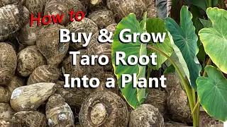 How to Buy and Grow Taro Root from the Grocery Store to Grow a Colocasia Esculenta Plant
