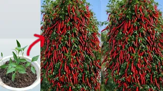 Simple method propagate Chilli Tree with Aloe Vera from seeds Growing Chilli Tree for beginners