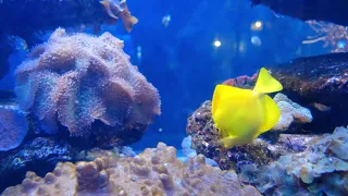 Подводный мир в отличном качестве 4К/The underwater world in excellent quality 4K