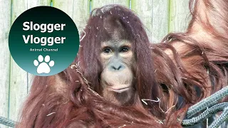 Orangutan Kayan's Before the Move From Twycross Zoo