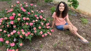 How to Fertilize a Rose Bush to get BIG, BEAUTIFUL BLOOMS every SEASON!