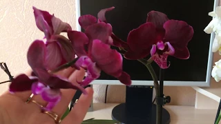 Обзор купленных орхидей в ОБИ
