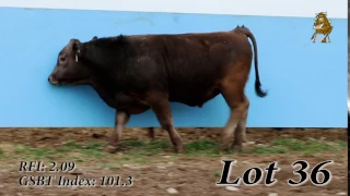 LOT 36 | Green Springs Bull Test Spring Sale | 3/27/17