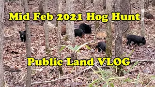 Mid Feb 2021 Hog Hunting Public Land Vlog