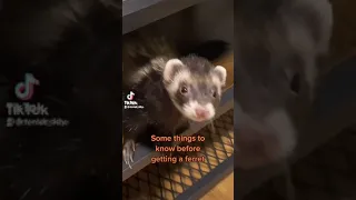 Things to now before getting a ferret