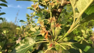 🍏🍎🍑Stropire la o Livada Mixtă de Pomi Fructiferi la jumătatea lunii Mai🥭🍎🍑